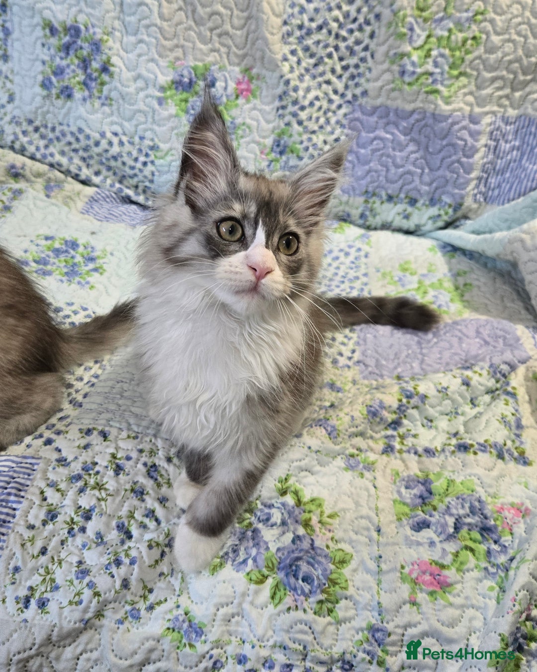 Maine Coon cats for sale: Beautiful playful Maine Coon kittens  - Image 24