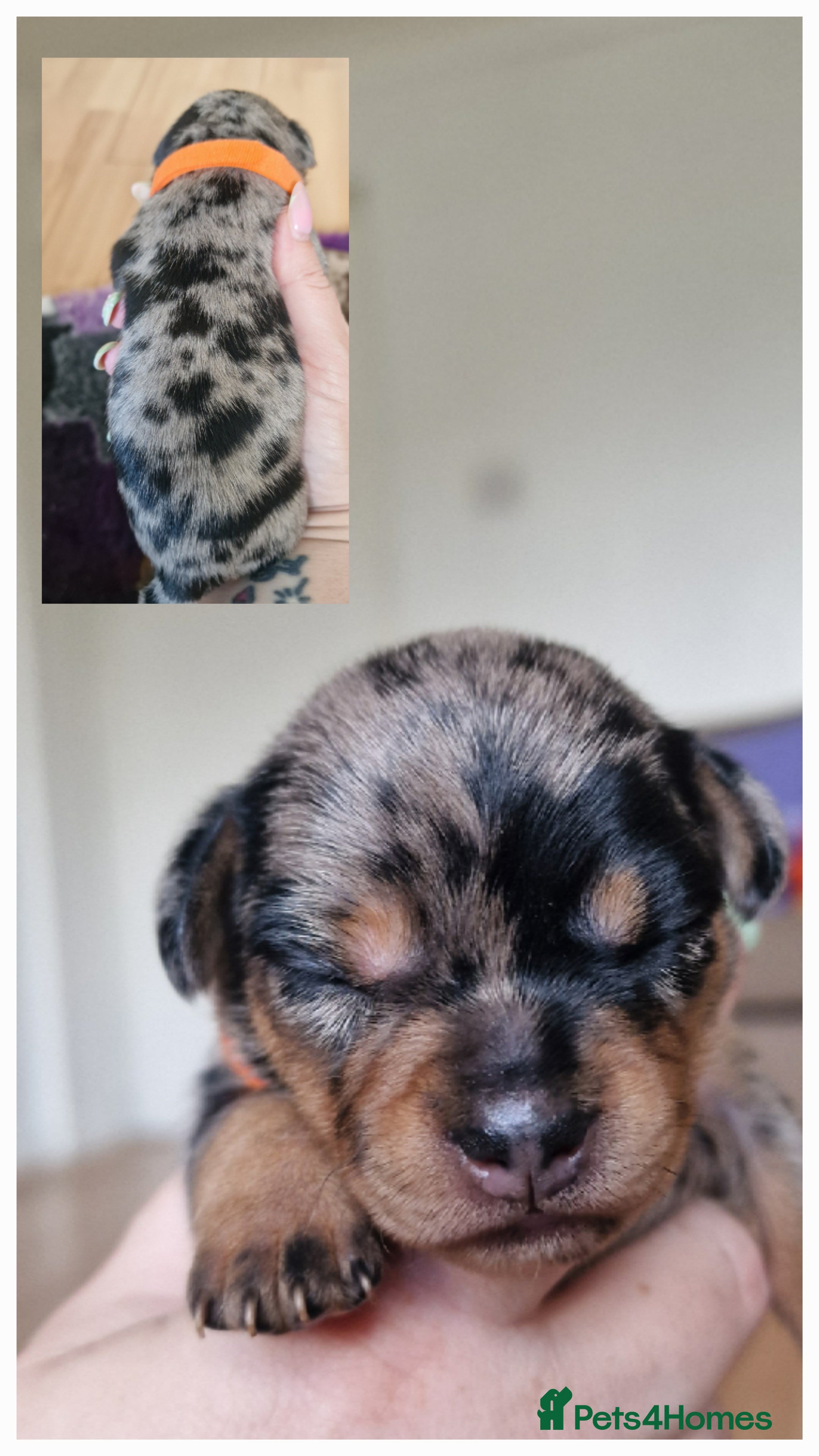 Mixed Breed dogs for sale: French Bulldog x Miniature Dachshund Puppies - Advert 8