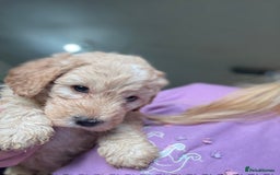 Australian Labradoodle dogs for sale: 5* Health tested Australian labradoodles  - Image 5