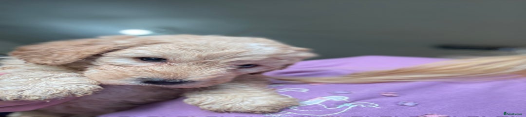 Australian Labradoodle Puppy 3
