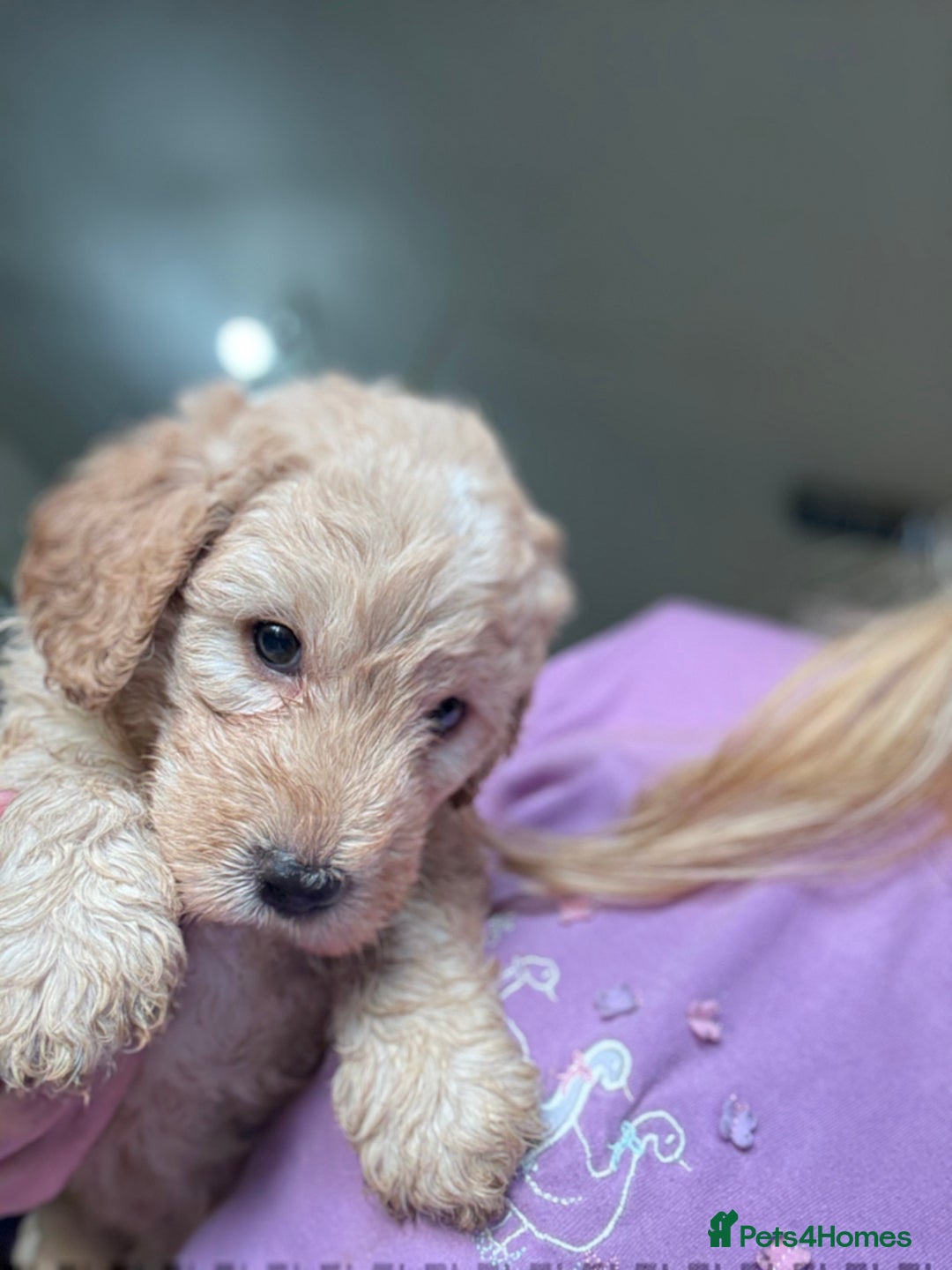 Australian Labradoodle dogs for sale: 5* Health tested Australian labradoodles  - Image 5