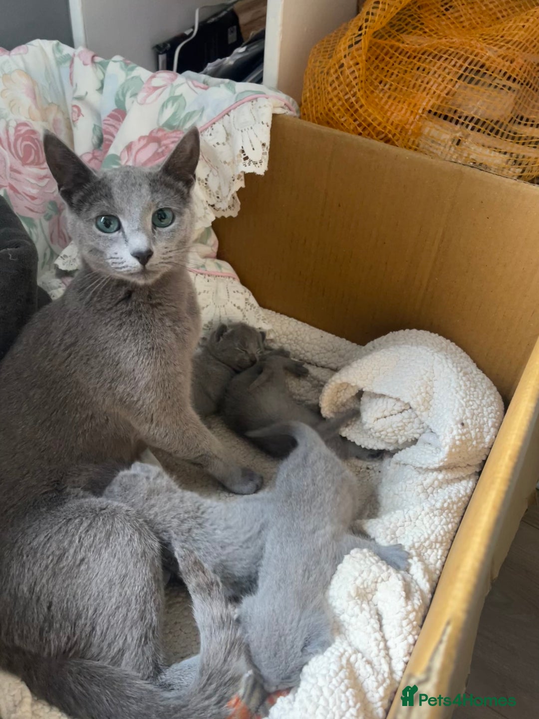 Russian Blue cats for sale: Pure Russian Blue Kittens  - Advert 16