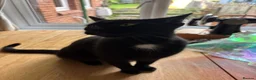 British Shorthair cats for sale: Six short haired black kittens  in Dover - Advert 1