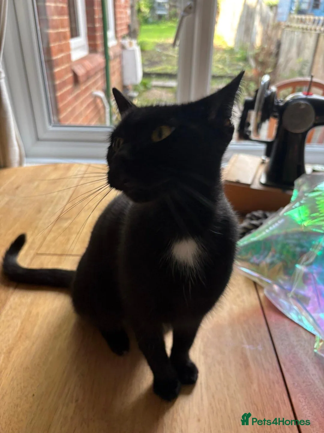 British Shorthair cats for sale: Six short haired black kittens  in Dover - Advert 1