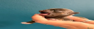 Chihuahua 4