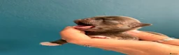 Chihuahua dogs for sale: Stunning litter of chihuahua puppies kc reg  - Advert 2