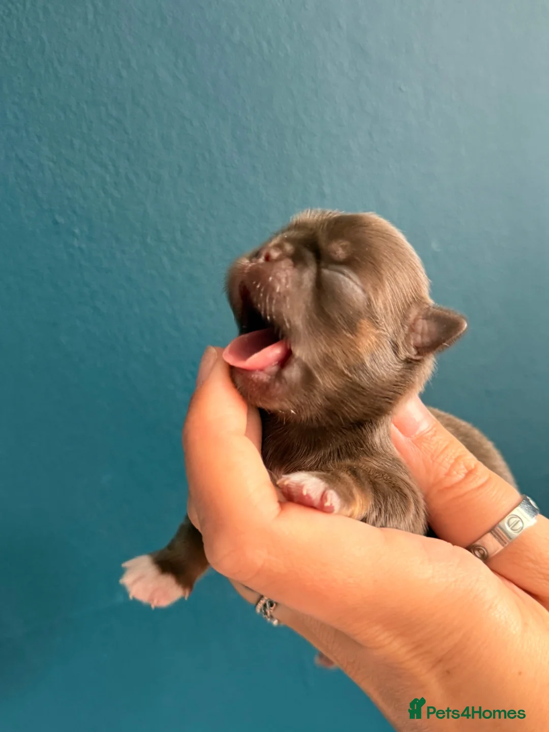 Chihuahua dogs for sale: Stunning litter of chihuahua puppies kc reg  - Advert 2
