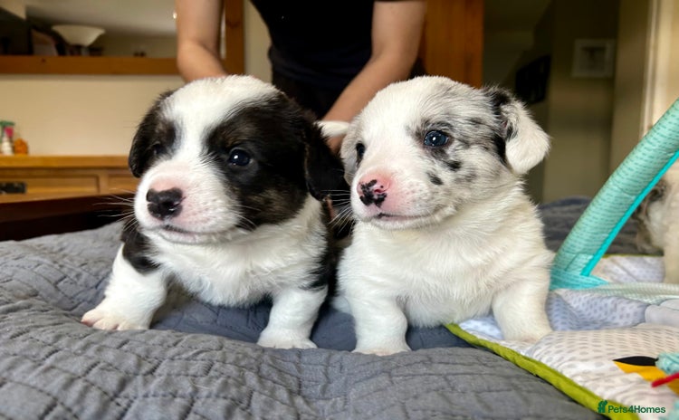 Welsh Corgi Cardigan dogs - Advert 1