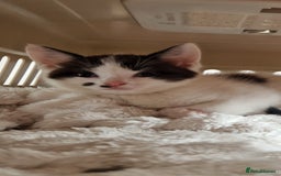 Mixed Breed cats for sale: Kitten looking for forever home  - Image 5
