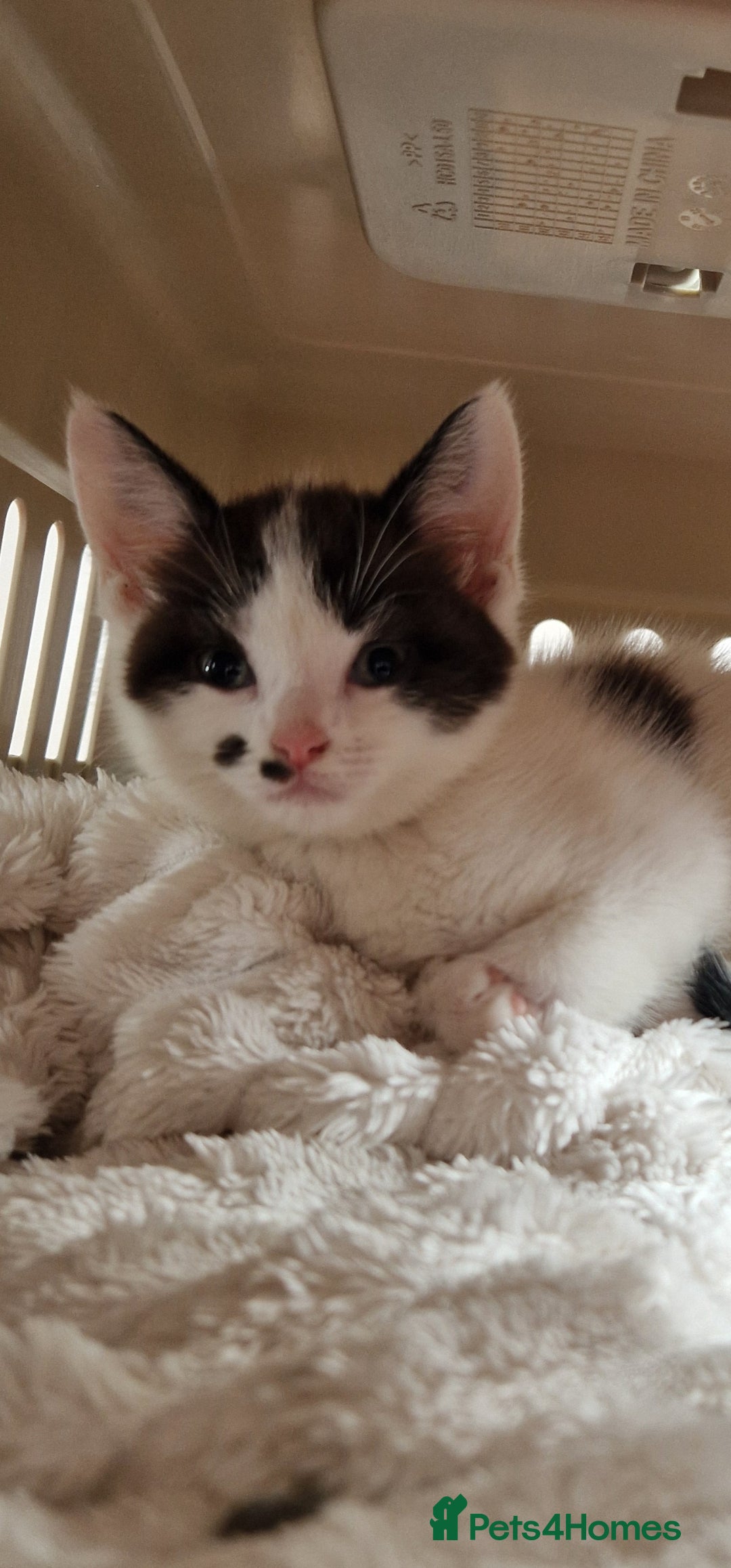 Mixed Breed cats for sale: Kitten looking for forever home  - Image 5