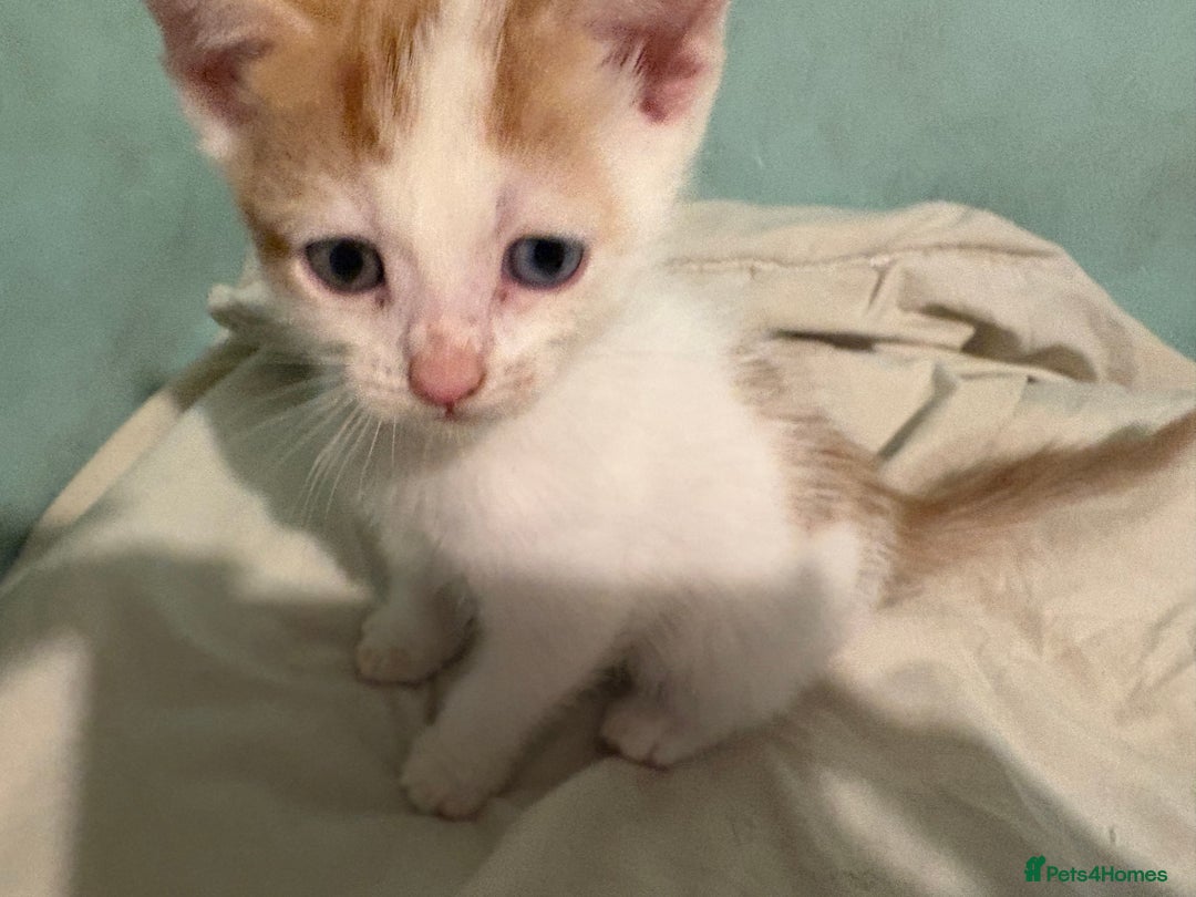 Domestic Shorthair cats for sale: Domestic Shorthairs - 6 Left - Advert 20