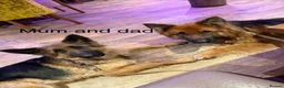 German Shepherd dogs for sale: Purebred German shepherd puppies  - Advert 22