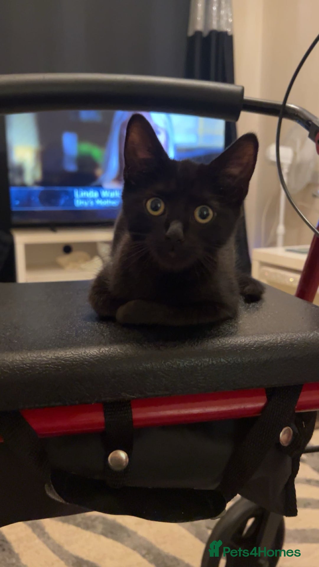 Domestic Shorthair cats for sale: 13 week old female kitten - Image 1