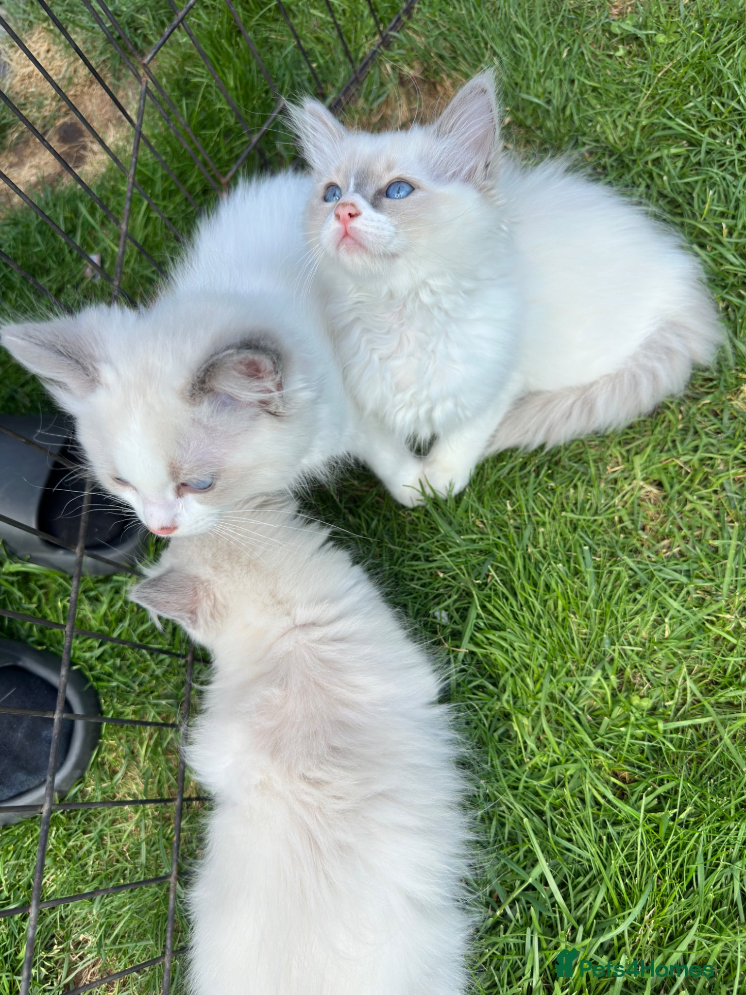 Ragdoll cats Gorgeous Ragdoll kittens READY NOW - Advert 18