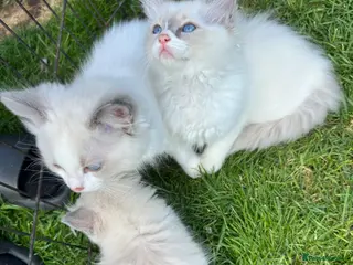 Ragdoll cats Gorgeous Ragdoll kittens READY NOW - Advert 18