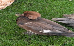Chickens poultry for sale: Pair of Pochards and Pair of Shell ducks - Image 1