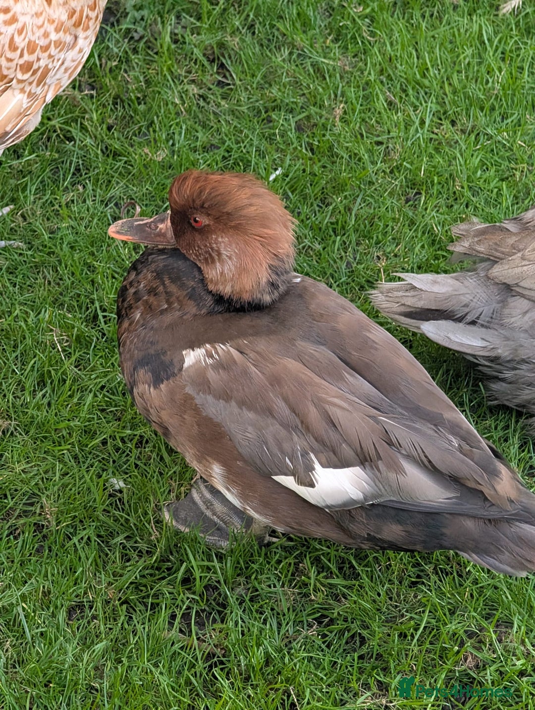 Chickens poultry for sale: Pair of Pochards and Pair of Shell ducks - Image 1