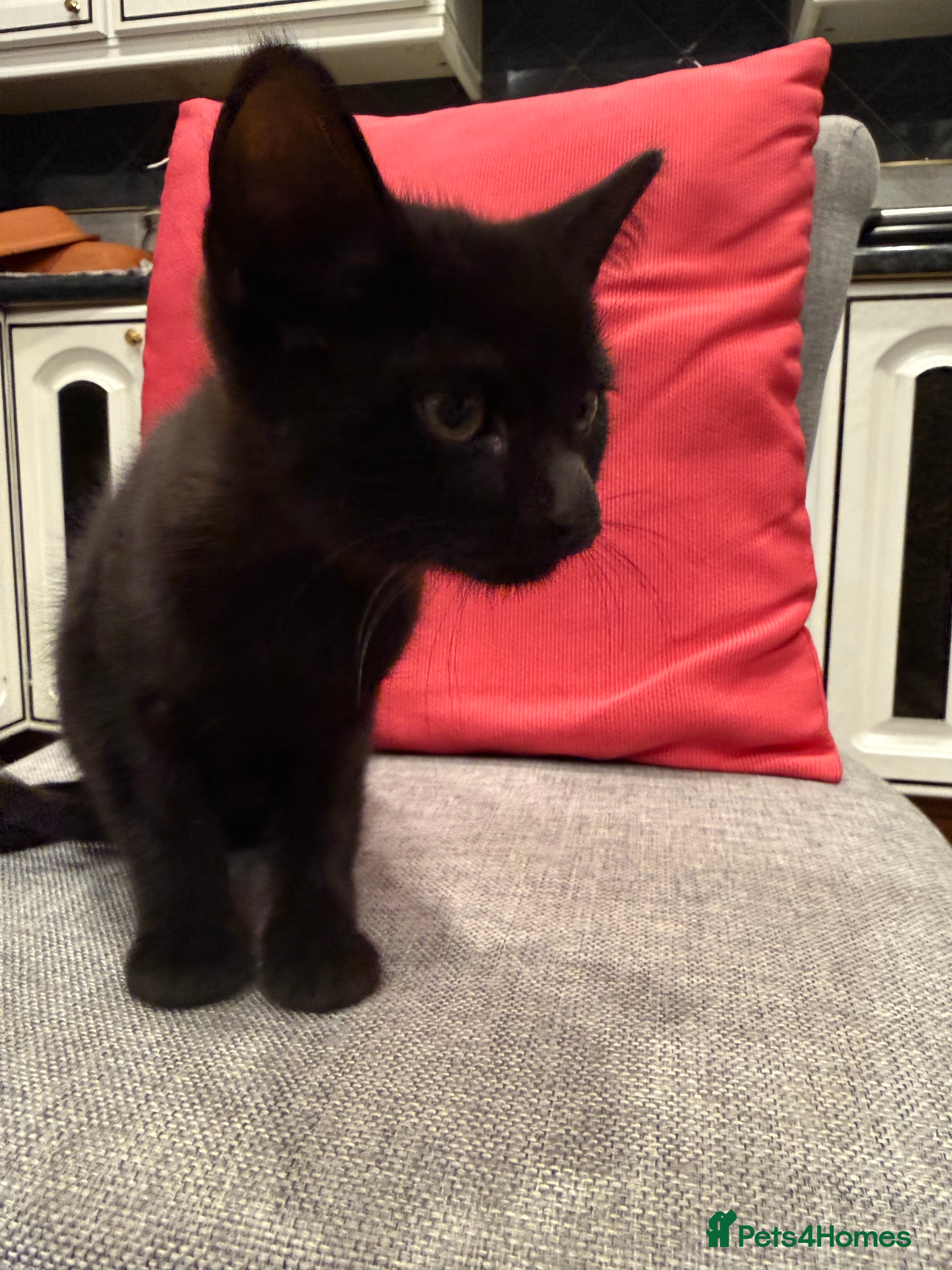 Mixed Breed cats Kittens ready today 😻 - Advert 8