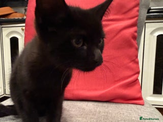 Mixed Breed cats Kittens ready today 😻 - Advert 8