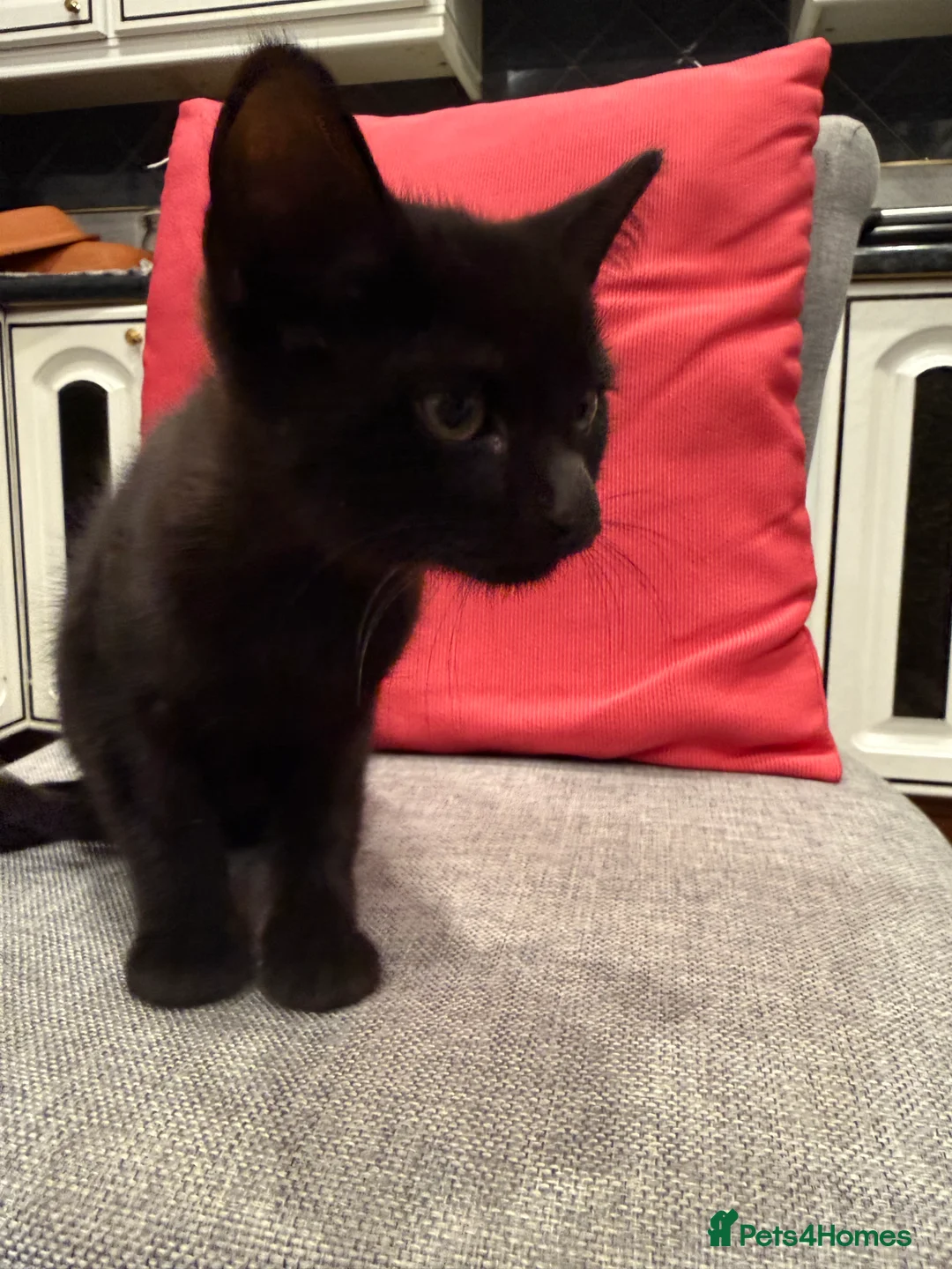 Mixed Breed cats for sale: Kittens ready today 😻 - Advert 1