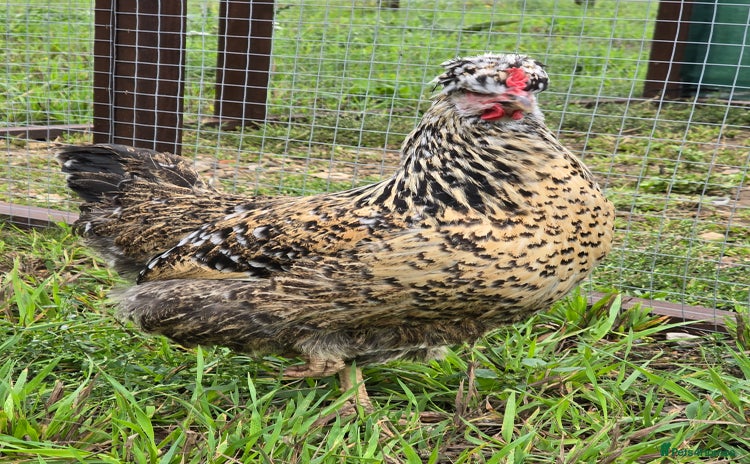 Chickens poultry - Advert 11