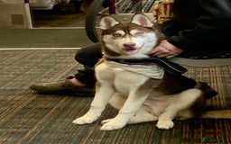 Siberian Husky dogs for stud: Strong blood lined blue eyed sable agouti husky  - Advert 4