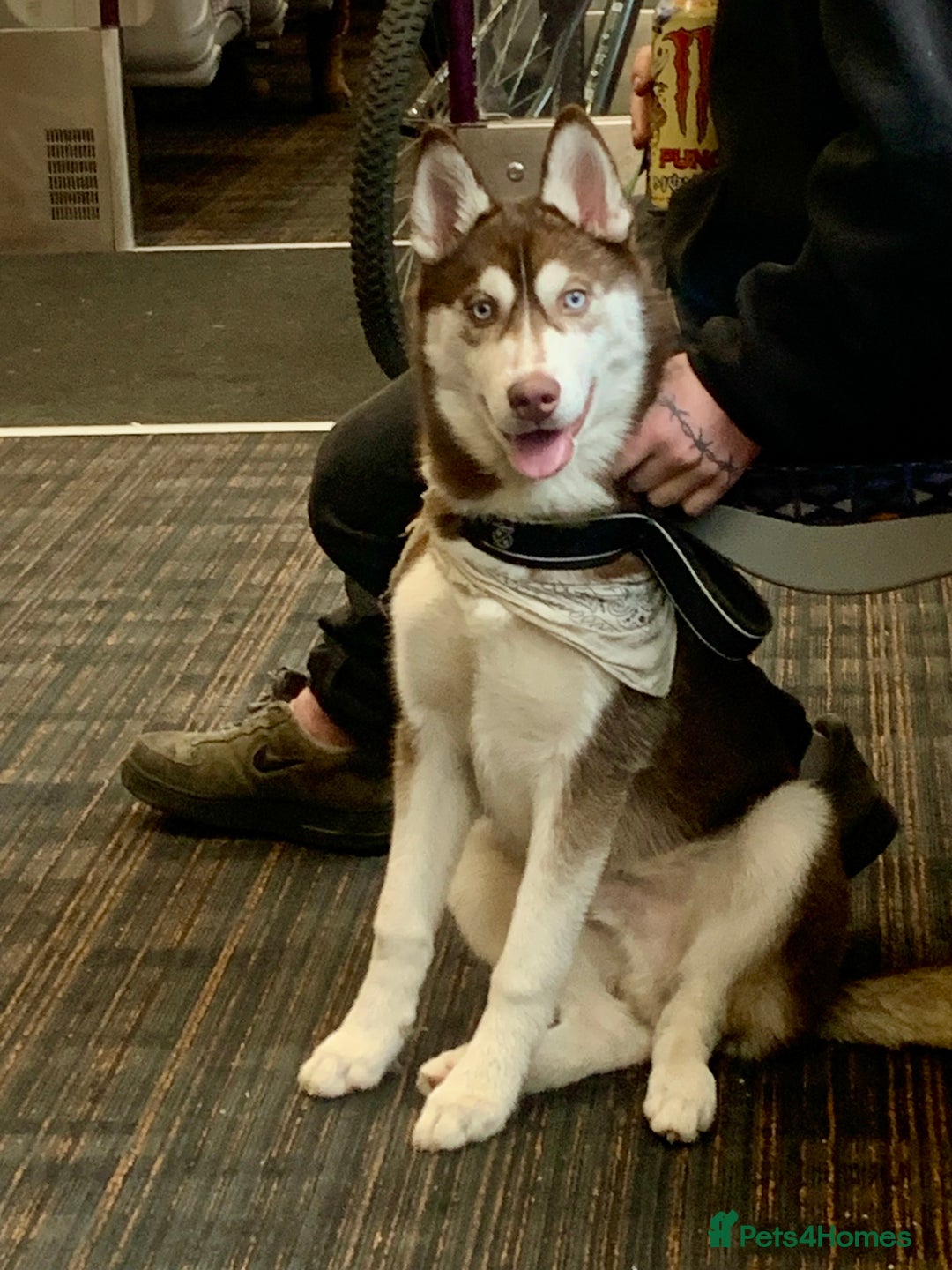 Siberian Husky dogs for stud: Strong blood lined blue eyed sable agouti husky  - Advert 4