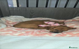 Dachshund dogs for sale: Sad sale of Female dachshund with all her stuff - Image 1
