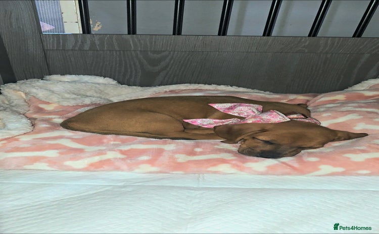 Dachshund dogs - Advert 2