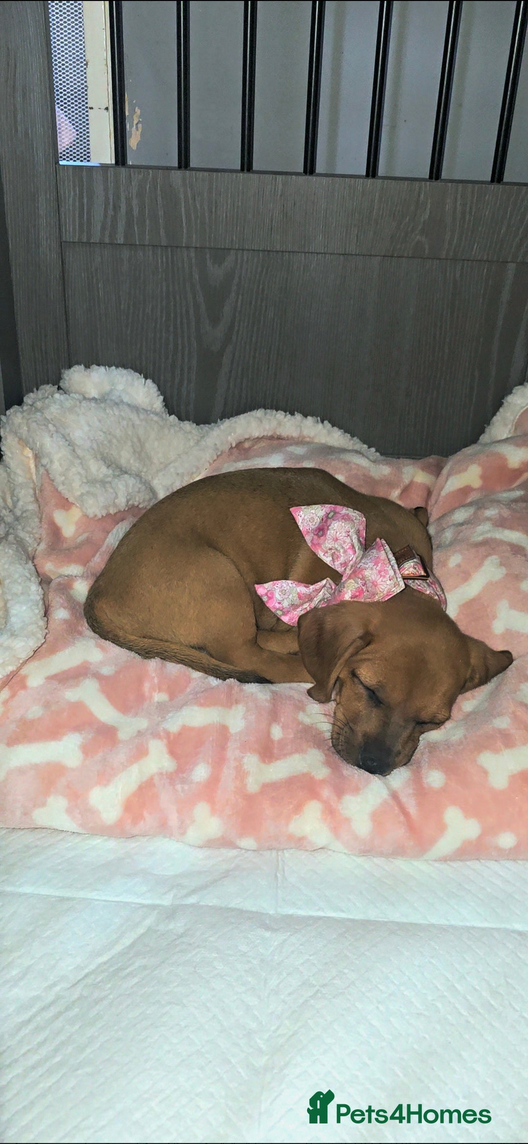 Dachshund dogs for sale: Sad sale of Female dachshund with all her stuff - Image 1