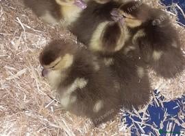 Ducks poultry 6 chocolate muscovy duckling as hatched  - Advert 10