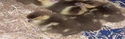 Ducks poultry for sale: 6 chocolate muscovy duckling as hatched  in Mountain Ash - Advert 1