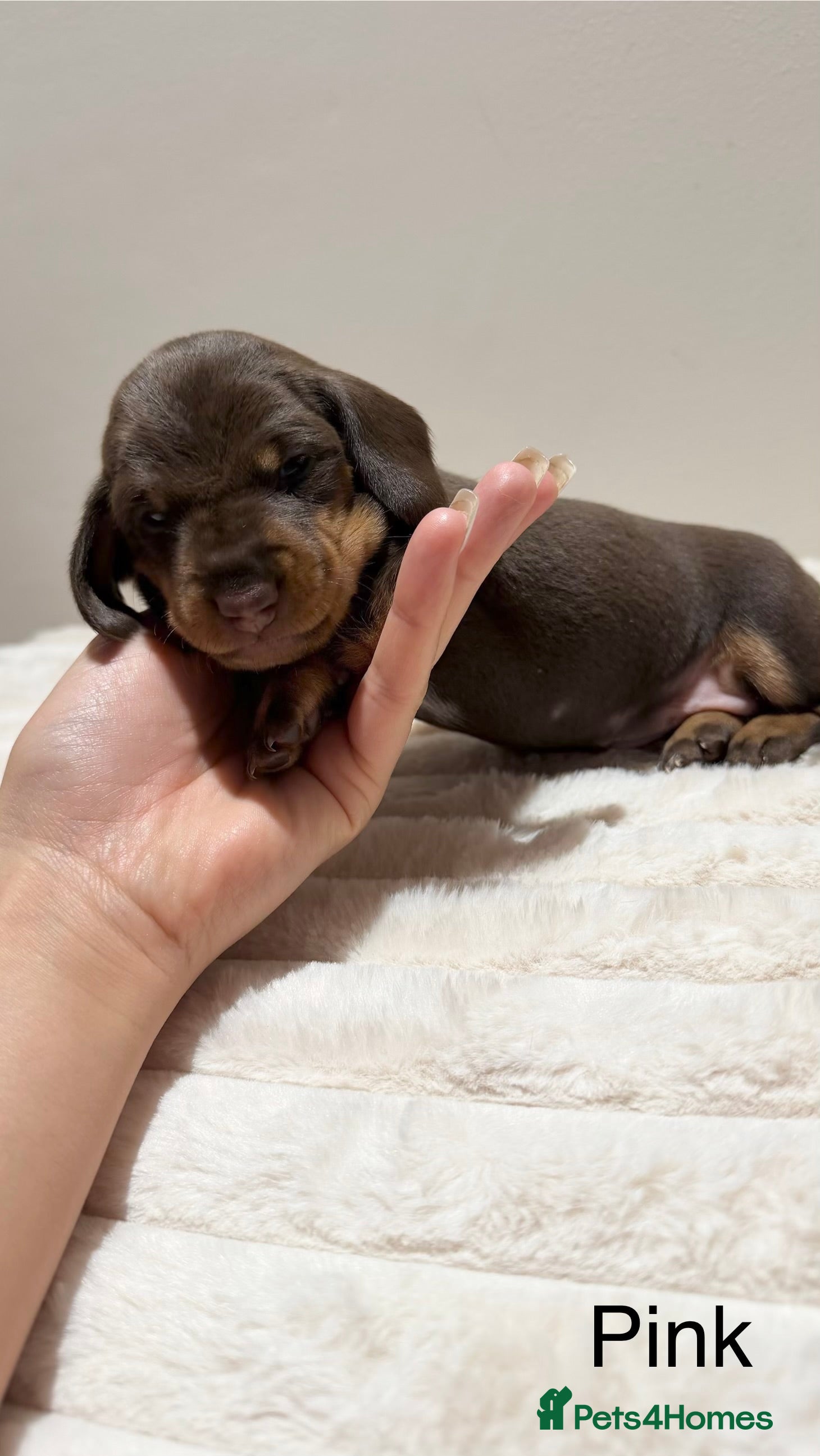 Miniature Dachshund dogs for sale: 🐾 Miniature Dachshund Puppies For Sale 🐾  - Advert 3
