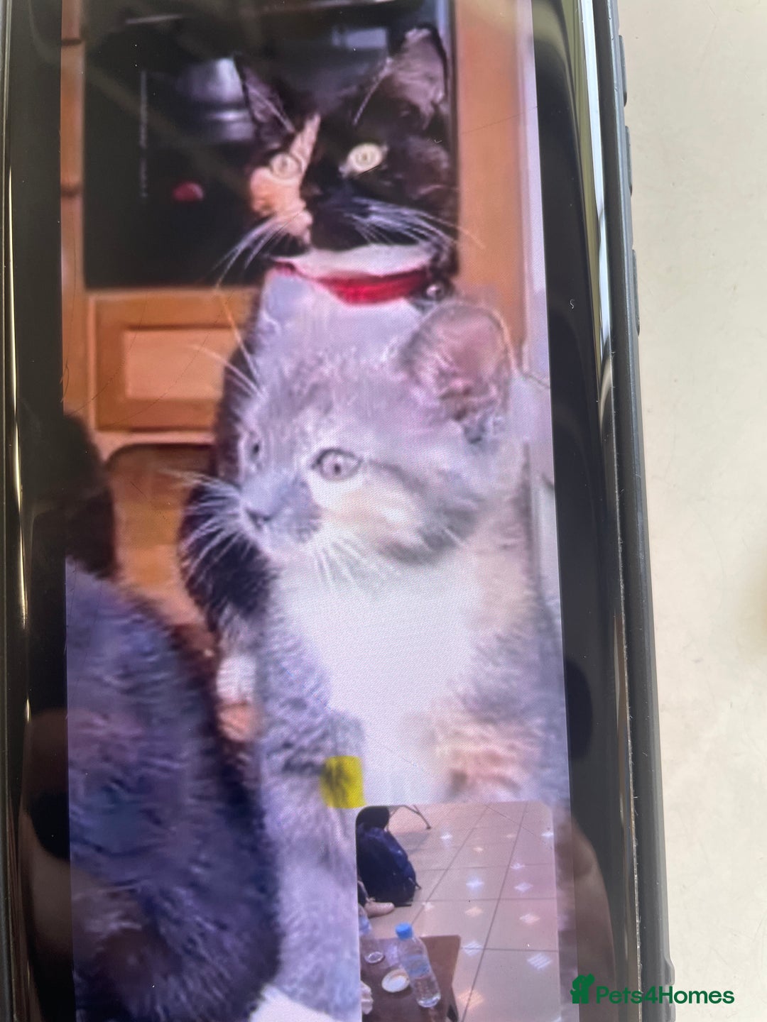 Mixed Breed cats for sale: Female Kitten  - Image 2