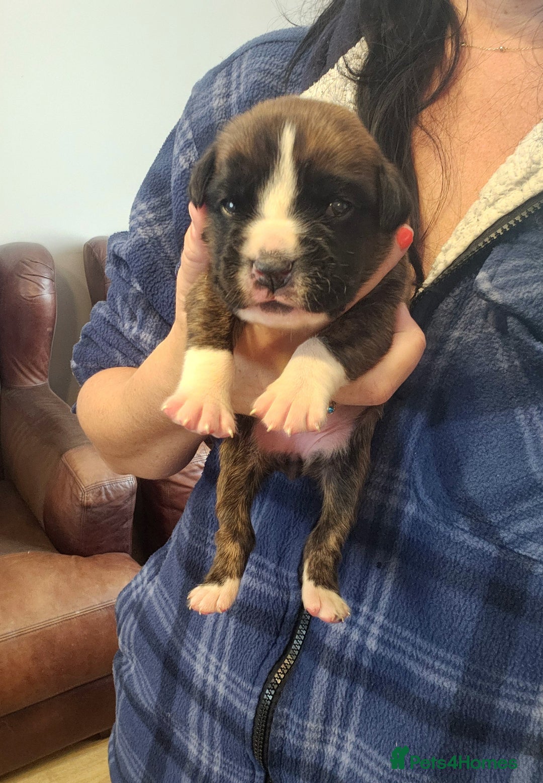 Boxer dogs for sale: 🌟KC REG BOBTAIL BOXER PUPS🌟 - Image 33