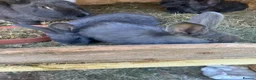 Continental Giant rabbits for sale: Rabbits for sale  - Advert 10