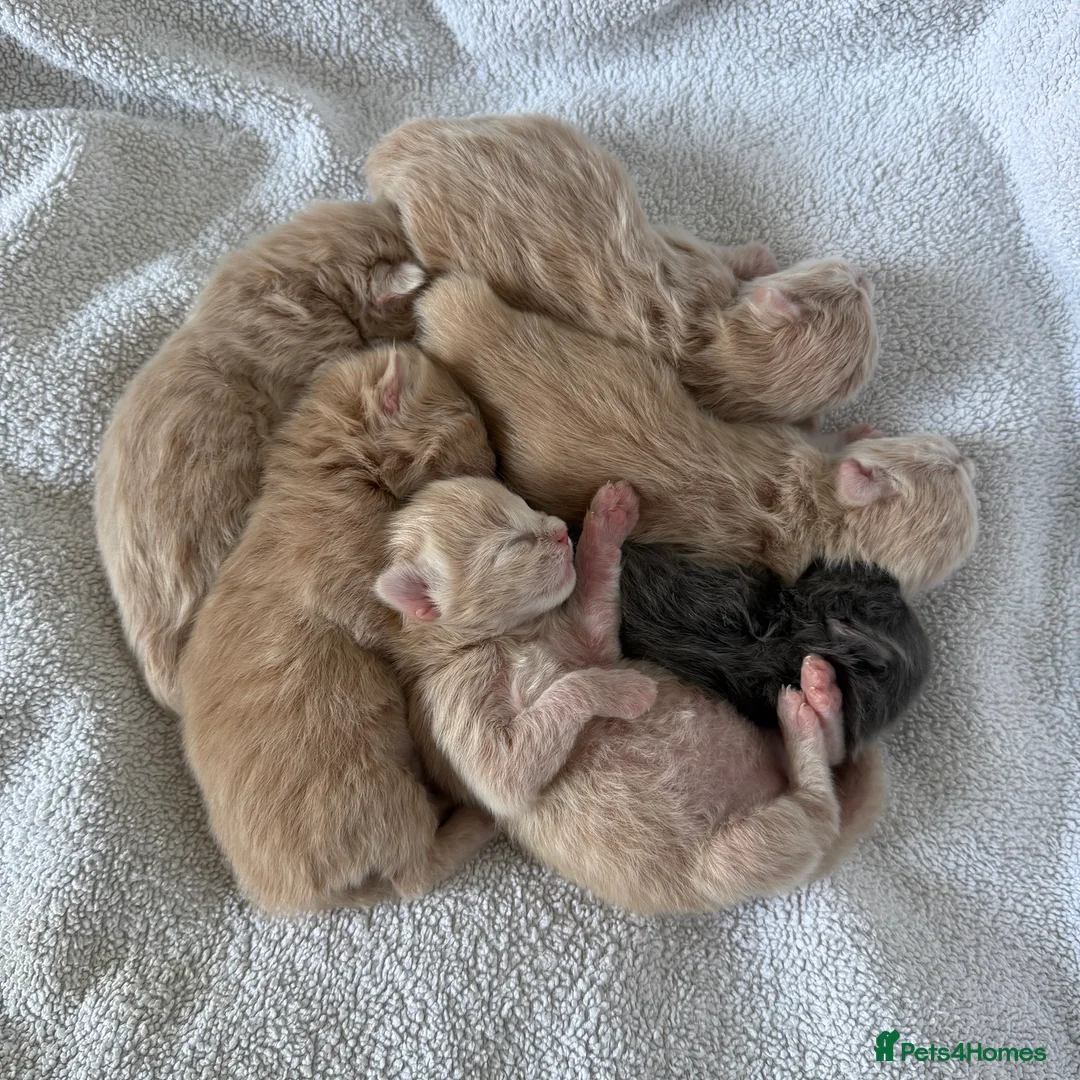 Ragcoon cats for sale: Rare Ragacoon Ragdoll x Maine Coon Kittens  - Advert 3