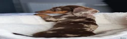 Dachshund dogs for sale: KC Registered Dachshund Puppies  - Advert 20