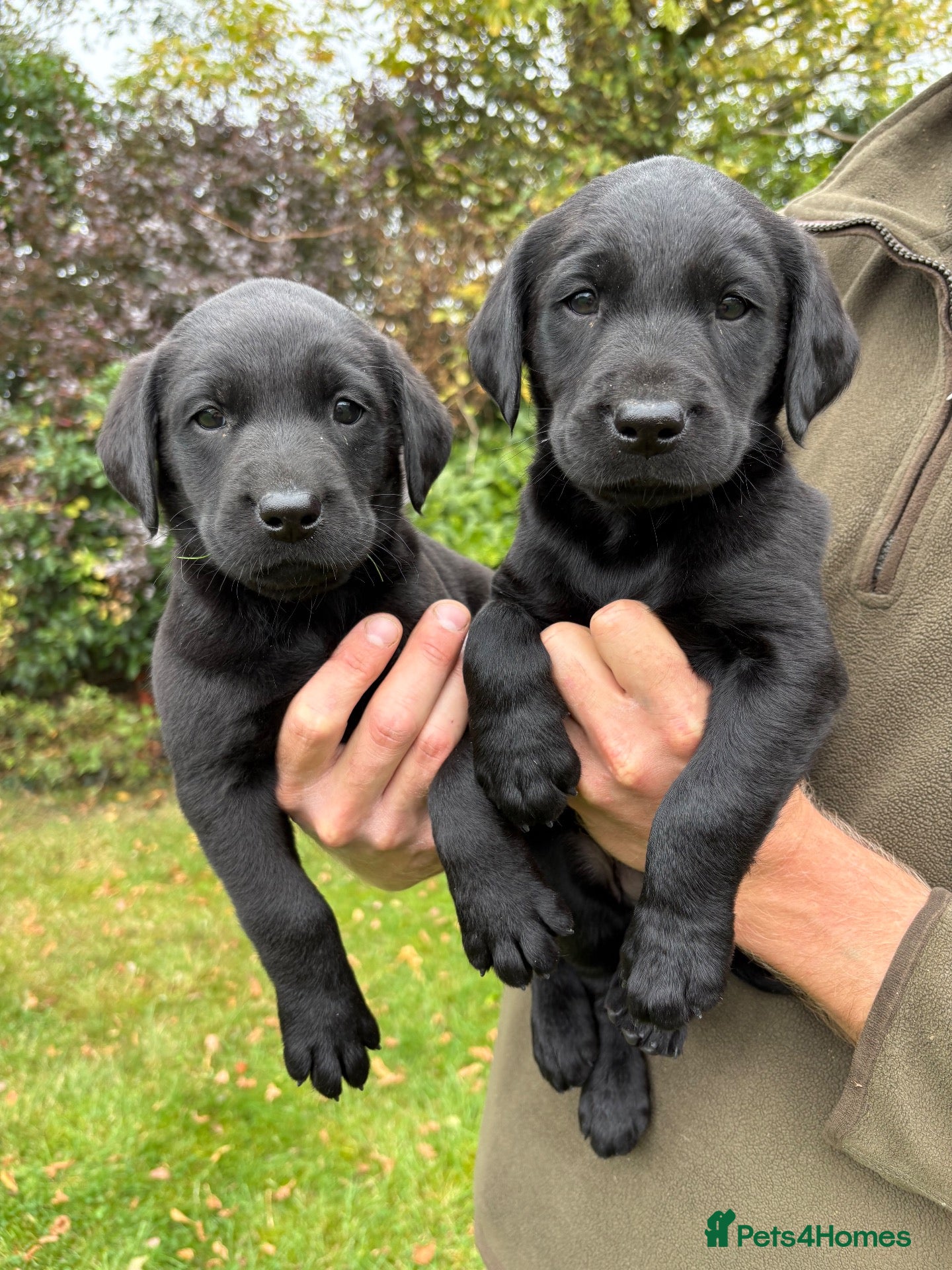 Labrador Retriever dogs Gorgeous Black, Fox Red & Golden Labrador Pups - Advert 1