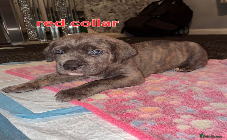 Cane Corso dogs - Advert 1