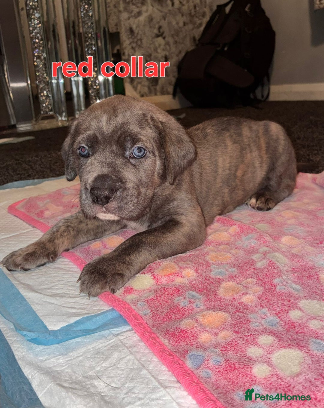 Cane Corso dogs for sale: 4 girls left *PRICE REDUCED* - Image 11