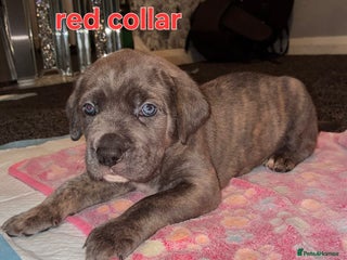 Cane Corso dogs - Advert 17
