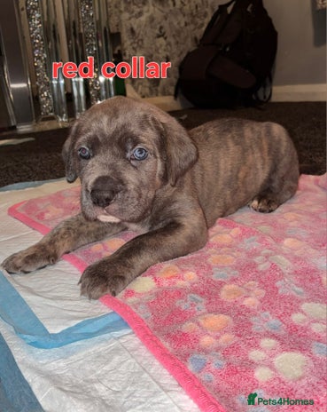 Cane Corso dogs - Advert 1