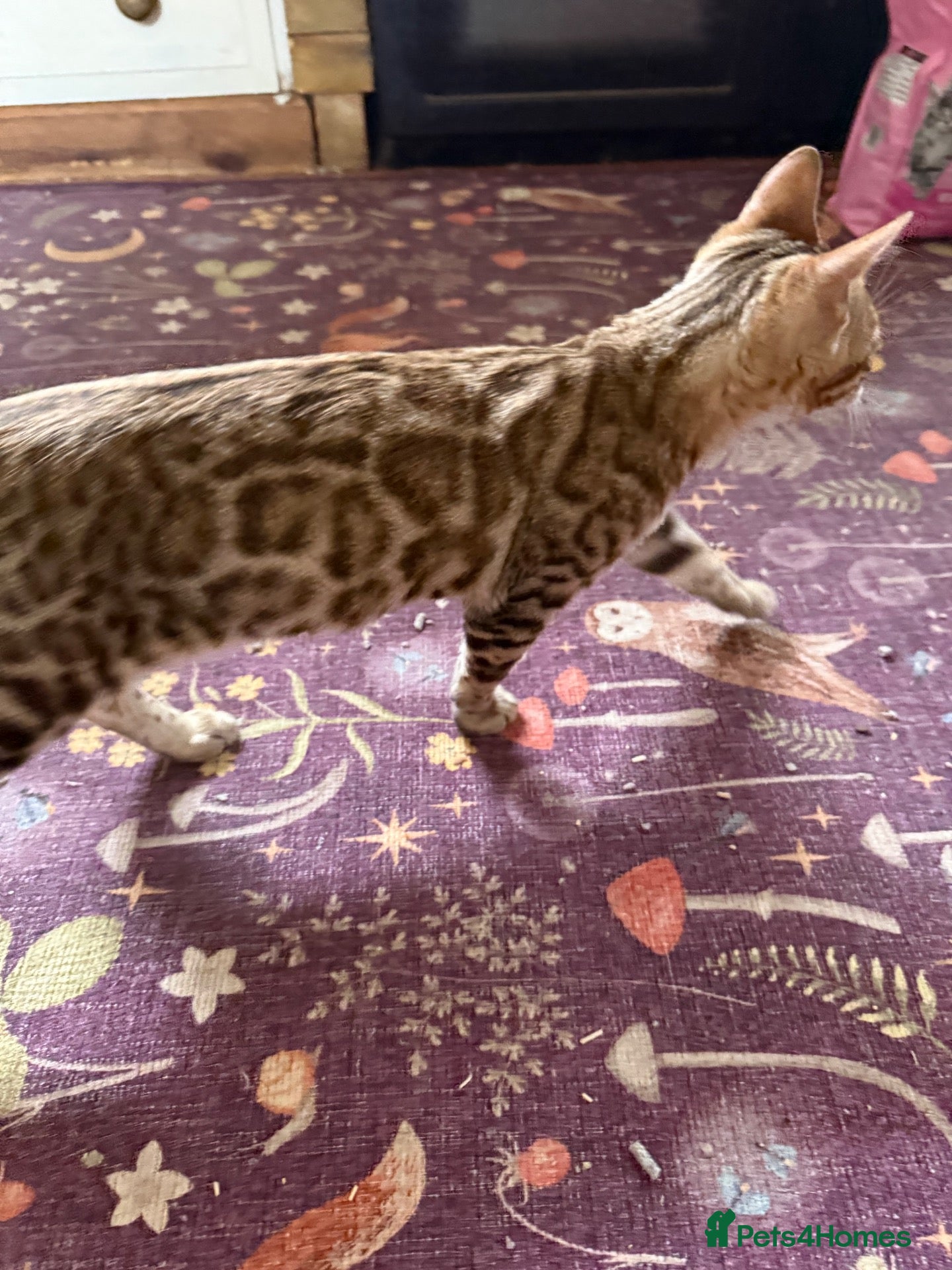 Bengal cats Snow Sepia 💙 TICA Pedigree 🐆 Bengal Kitten  - Advert 16