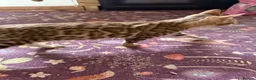 Bengal cats for sale: Snow Sepia 💙 TICA Pedigree 🐆 Bengal Kitten  in Deal - Advert 7