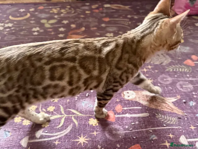 Bengal cats Snow Sepia 💙 TICA Pedigree 🐆 Bengal Kitten - Advert 1