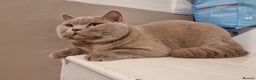 British Shorthair cats for stud: Proven Stud - British lilac Shorthair - Advert 2