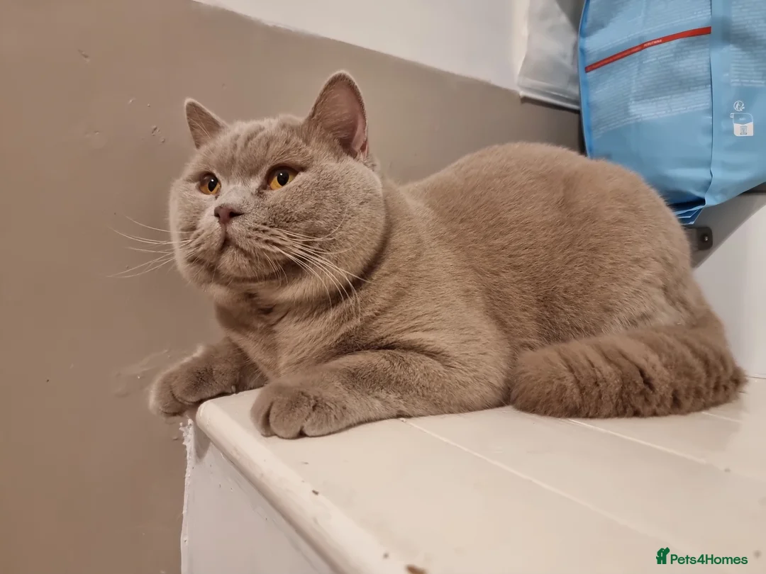 British Shorthair cats for stud: Proven Stud - British lilac Shorthair - Advert 2