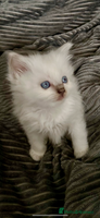 Ragdoll cats ♥️ ADORABLE GCCF BABIES 💙 - Advert 8