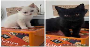 British Shorthair cats - Advert 14